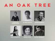 An Oak Tree An Oak Tree